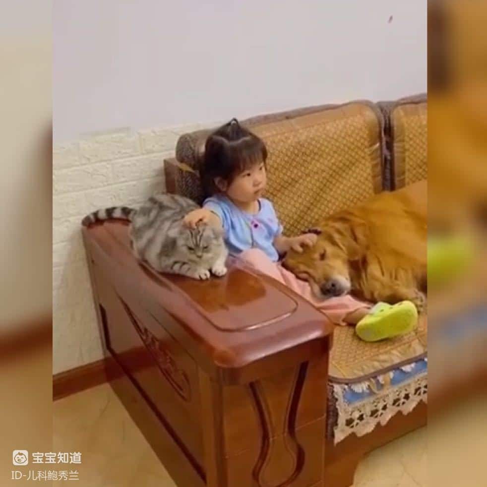 萌娃小小年紀過上了「貓狗雙全」的生活惹人羨,網友:確實太豪橫-4 萌娃小小年紀過上了「貓狗雙全」的生活惹人羨,網友:確實太豪橫-4